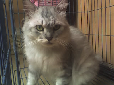 ONMACATZ SHOP: DIJUAL KUCING PERSIA MEDIUM