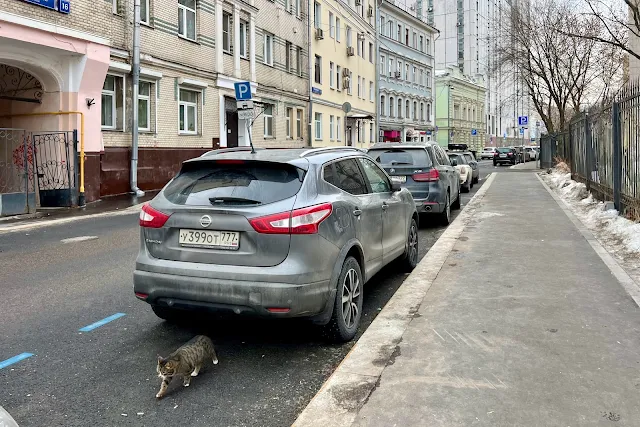 Тетеринский переулок, кот