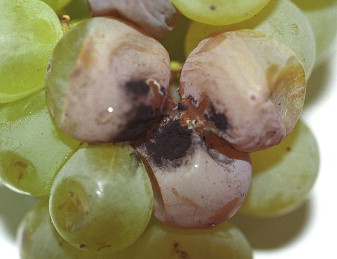 Аспергиллёзная гниль на винограде