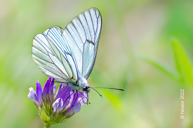 Macrofotografía