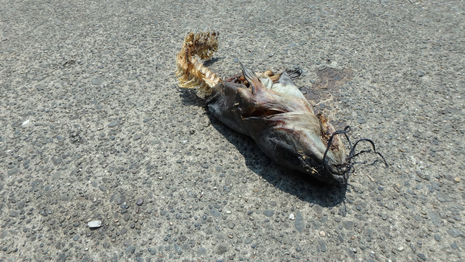 灼熱地獄 夏の霞ヶ浦水系の熱中症対策 バス釣り Bassou Net