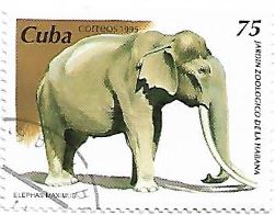 Selo Elefante asiático