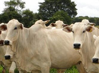 Ada tiga jenis sapi menurut penggunaannya Macam-macam penyakit pada sapi potong