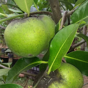 Bibit Black Sapote