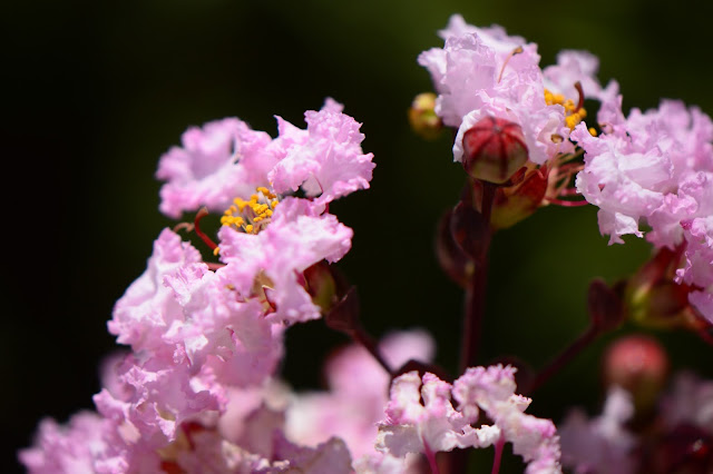 small sunny garden, tuesday view, desert garden, amy myers, lagerstroemia, crape myrtle