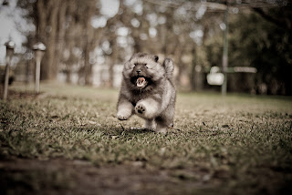 Keeshond Puppy Picture