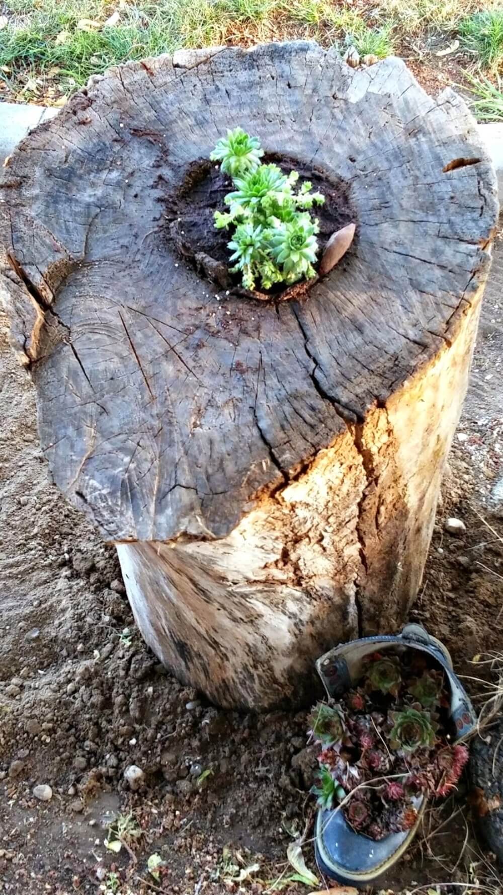 How to Make a Planter Out Of a Tree Stump