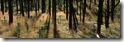 Desktop Widescreen Wallpaper 34