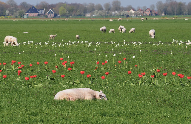 lentetrip beemster, noord-holland, beemsterkaas