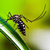Com 37 notificações, Vigilância Ambiental realiza ações contra a dengue em Alto Taquari 