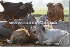 cow2