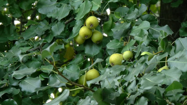 Груша даралагёзская (Pyrus daralagezi)