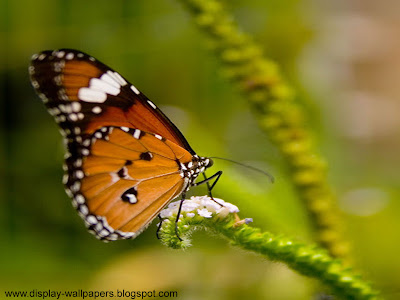 Butterfly Desktop Wallpaper HD