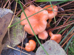 pale orange mushroom