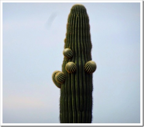 saguaro