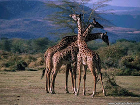 African Giraffe's