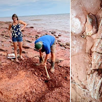 Guru wanita temukan fosil haiwan lebih awal dari dinosaur yang hidup 300 juta tahun dahulu