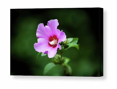 Rose of Sharon_1403_WC Watercolor Canvas