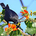 Lesser Hill Myna