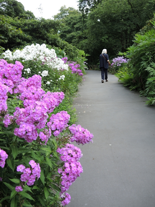 Zomer in het arboretum van Kalmthout