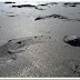 Sand dollars move