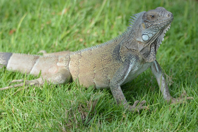 Iguana Aruba