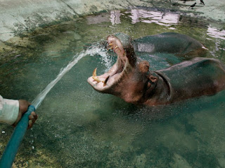 Ao contrário dos humanos, os cães não trocam calor pela pele, mas sim por meio da respiração e do coxim, aquela almofadinha sob a pata. Mas, as altas temperaturas podem até levar o animal à morte.  Para driblar essa sensação, os especialistas apresentam algumas sugestões para proteger os animais do calor.