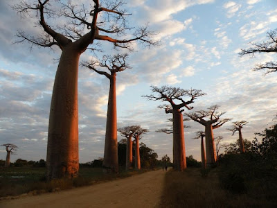 Baobab Tree Seen On lolpicturegallery.blogspot.com