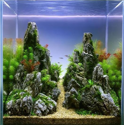70 Inspirasi Aquascape Dekorasi Cantik Aquarium Masa Kini Rumahku Unik