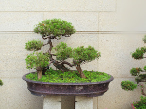 Mengenal Sejarah Bonsai, Seni Mengerdilkan Pohon Asal China