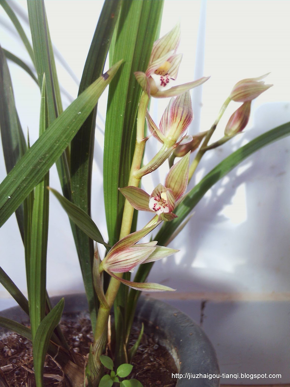 兰花-花:09020512011042