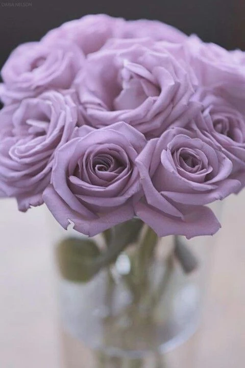 Picture of lavender rose flower - Picture of lavender rose flower - Picture of lavender rose flower - Picture of different colors of rose flower - Rose flower - NeotericIT.com