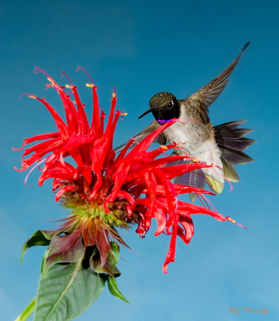 Humming Bird