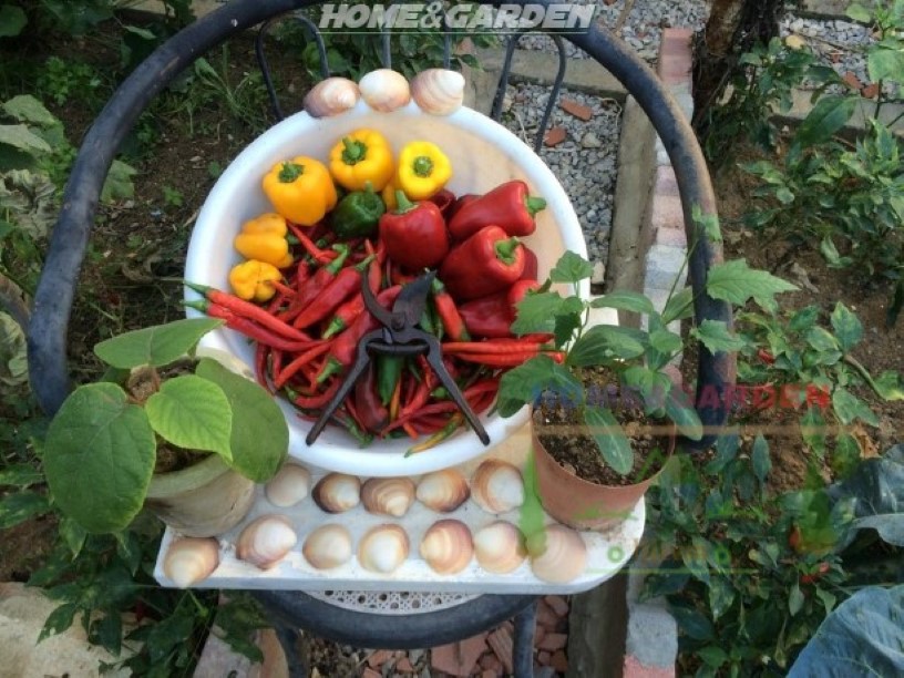 Peppers are my favorite garden vegetable. This is my organic pepper harvest