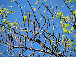 Caña Fistula seed pods