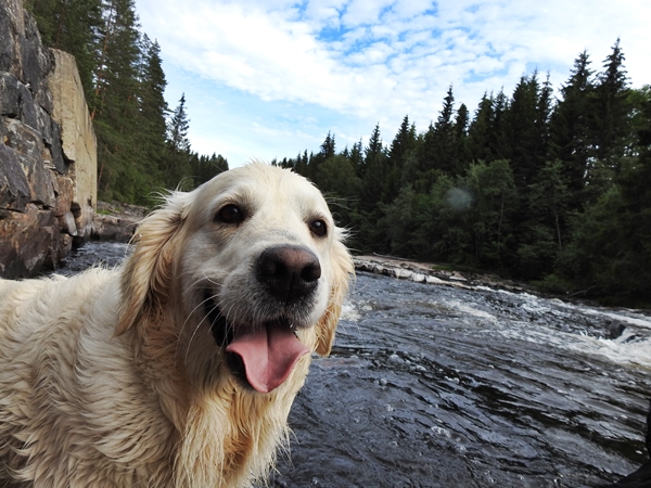 golden retriever