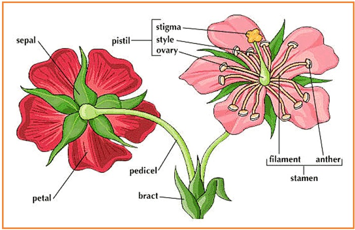 BIOLOGI GONZAGA IMBIBISI EXPERIMENT