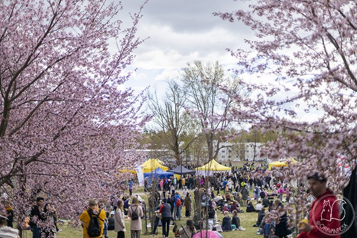 Oravanpesä Roihuvuoren kirsikkapuisto Helsinki hanami sakura