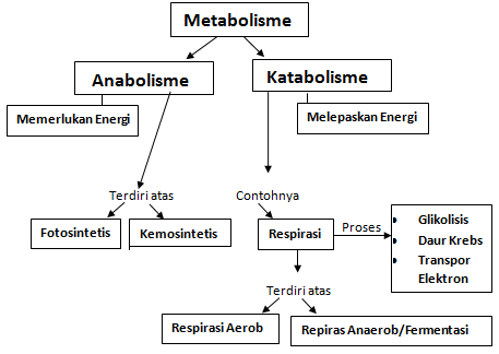 Perbedaan Anabolisme dan Katabolisme, Pengertian Anabolisme, Pengertian Katabolisme