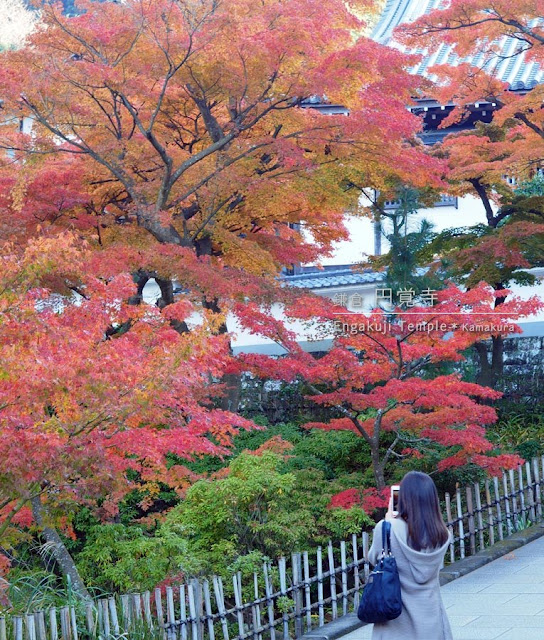 円覚寺･妙香池の紅葉：