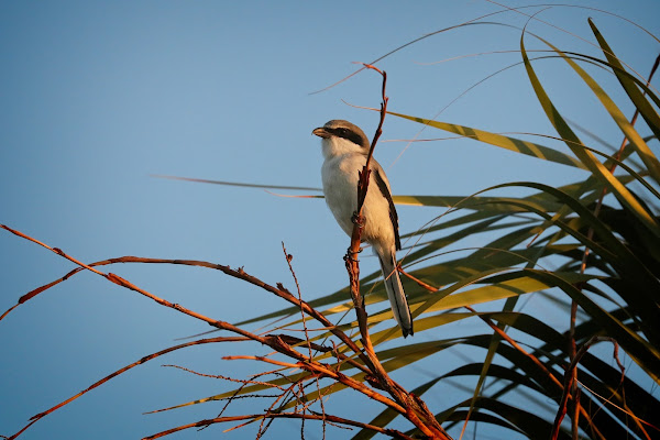 Loggerhead Shrike.