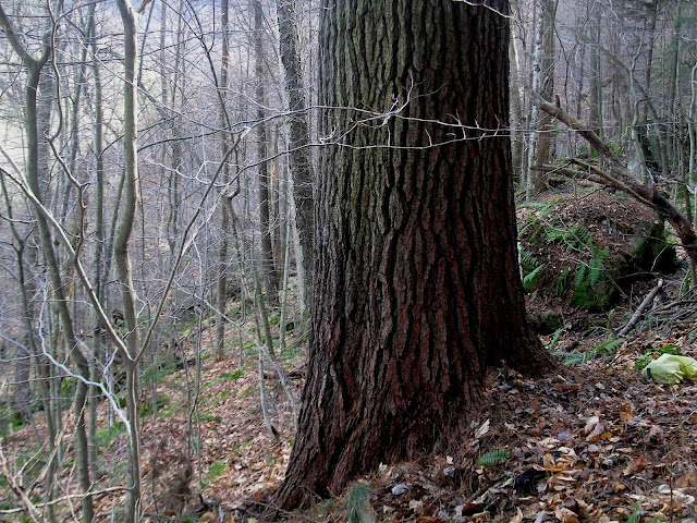 The Thoreau Pine: Massachusetts State Champion White Pine