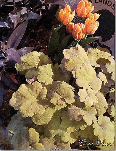 Citronella_Heuchera2