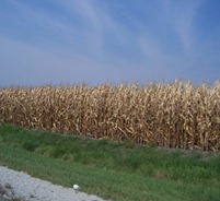 IllinoisCornfields-lkh