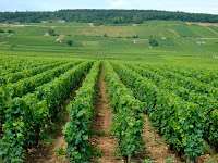 Champagne vineyards