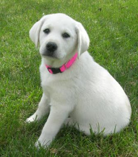 Labrador Retriever Puppy Picture