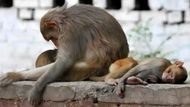 देहरादून में 15 बंदरों की मौत से सनसनी, पढ़ें पूरा मामला