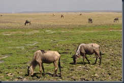 Africa 2GB 236