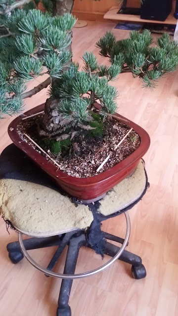 JWP bonsai, styling white pine bonsai, japanese white pine, bonsai