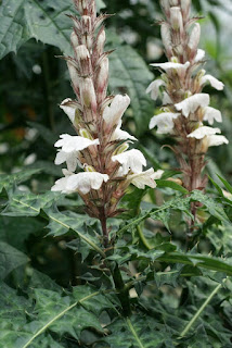 Acanthe de montagne - Acanthus montanus